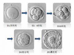 <b>囊胚培养与移植技术是如何炼成的</b>