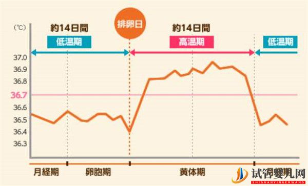 卵泡期对于自然怀孕还是试管婴儿取卵都是很关键的(多囊卵巢能怀上孩子吗)(图1)