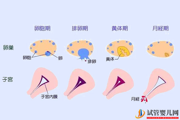 内膜4.9mm不会来月经