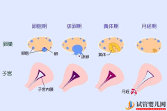 <b>内膜厚4.9mm警惕月经不规律！吃八珍益母胶囊试试</b>