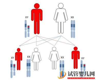 第三代试管婴儿技术可以筛查哪些常见的遗传疾病呢(图4)