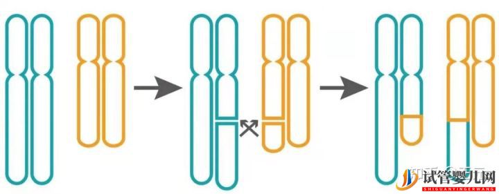 三代试管怎么解决染色体易位问题(图2)